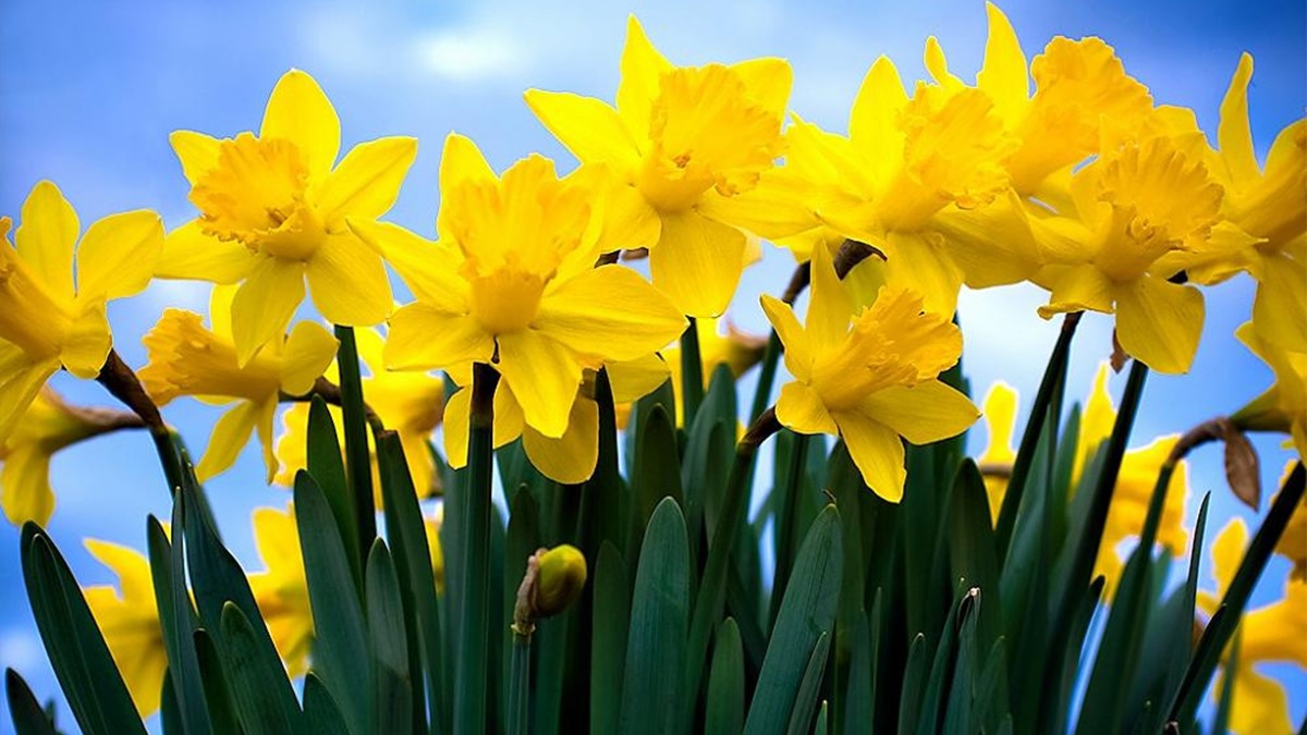 Daffodil Day