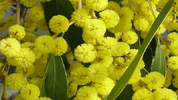 wattleday